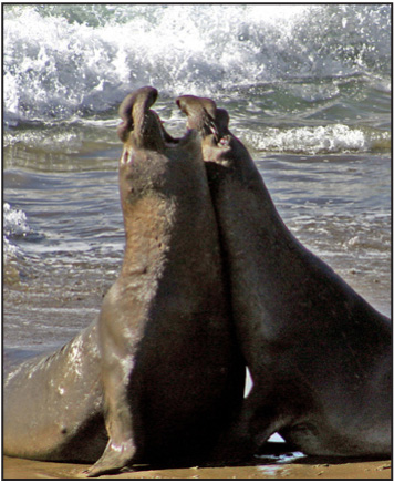 Elephant-Seals