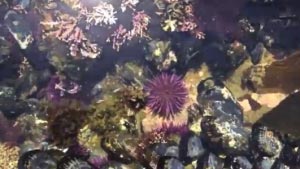 Tidepool cambria