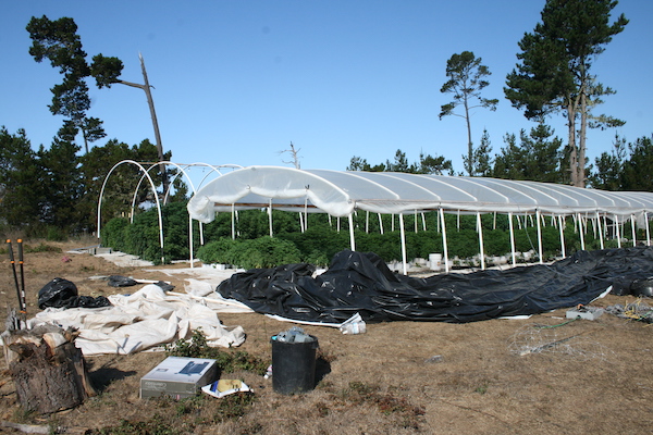 Cambria marijuana grow