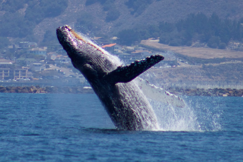 Cambria whale watching