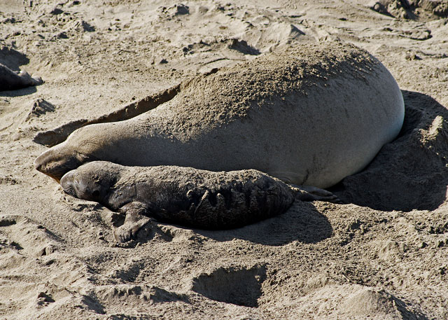 see elephant seals