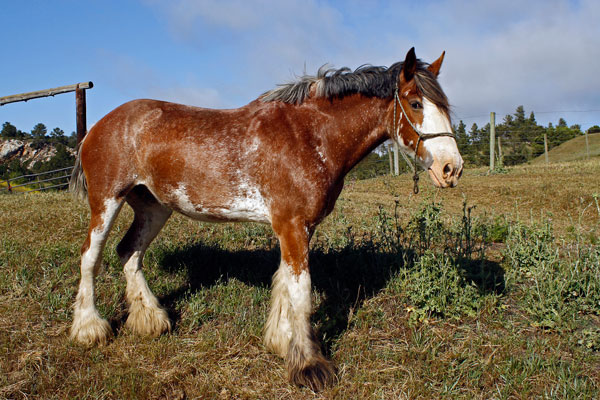 horseback riding Cambria