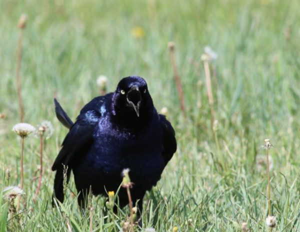 Bird communication seminar