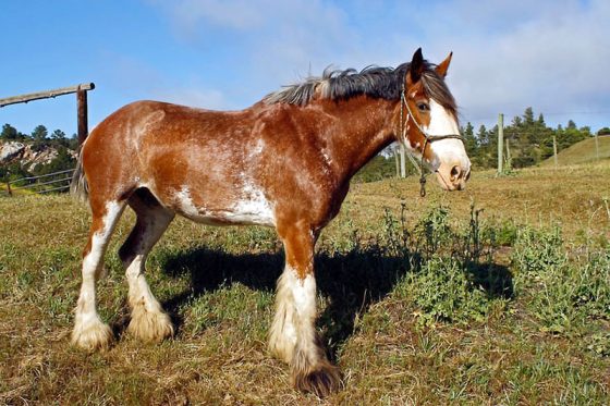 Ride a gentle giant