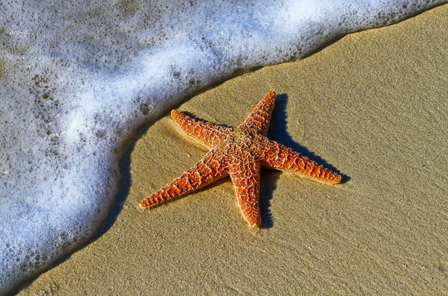 exploring Central Coast tide pools