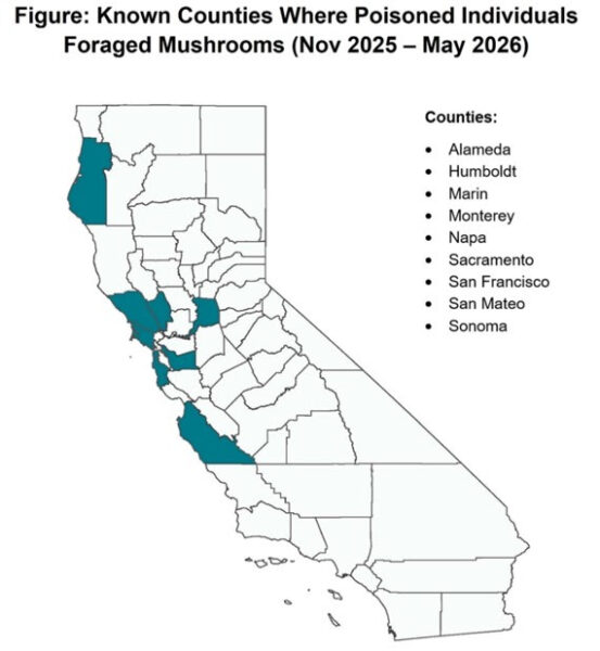 wild mushroom collection
